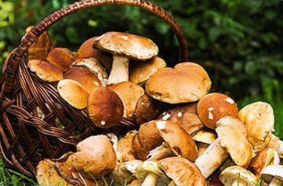 Get acquainted with edible types of mushrooms