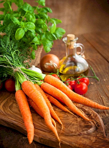 We get acquainted with carrot varieties for the Moscow region