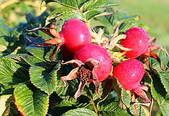 Conheça as variedades de rosa selvagem com frutas grandes