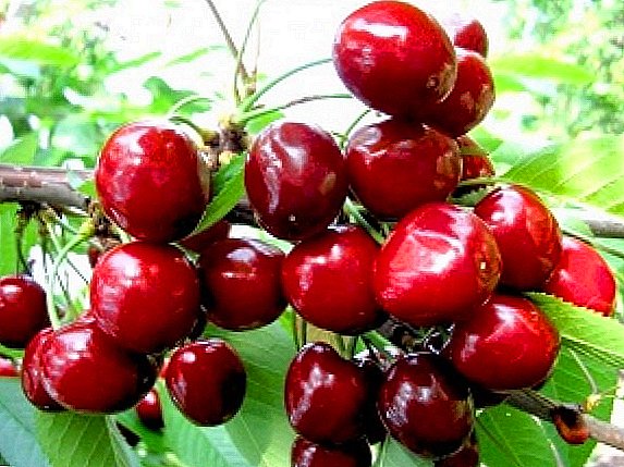 We get acquainted with a grade of sweet cherry "Valery Chkalov"