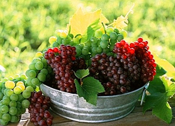 We get acquainted with table grapes
