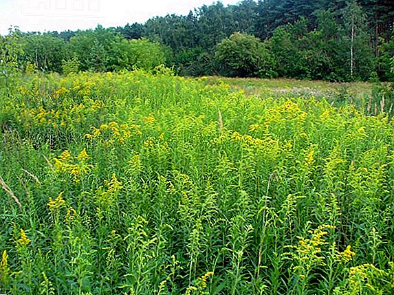 Goldenrod: useful properties and application