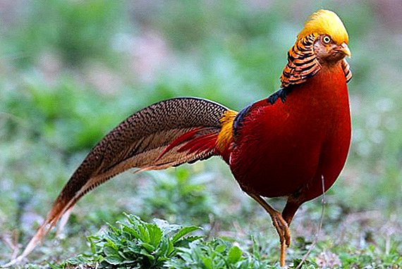 Golden pheasant at home: how to breed and how to feed