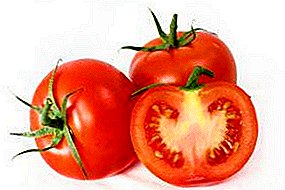10 reglas importantes para el cultivo de tomates.