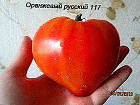 Beautiful and delicious tomatoes - tomato "Orange Russian 117"