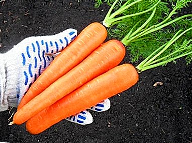Full characteristics and features of growing carrots varieties "Losinoostrovskaya 13"