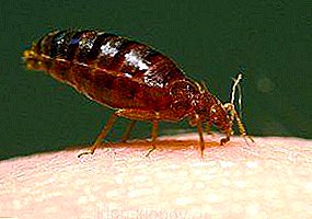 15 steps how to prepare an apartment for treatment from bedbugs: what to do before pest control and what you shouldn’t do after baiting