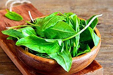 Is it possible to eat sorrel in type 2 diabetes? Recommendations and tips for cooking