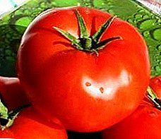 "Presiden 2" - tomato hibrid awal dengan tanaman yang serius, penerangan dan cadangannya untuk berkembang
