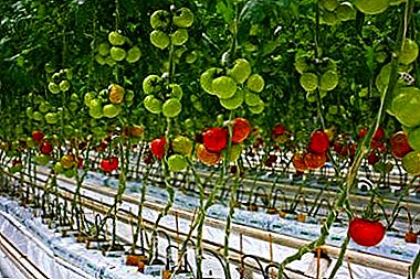 2 ways of growing tall tomatoes, as well as a scheme of planting tomatoes in the greenhouse