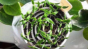 달팽이에 토마토를 심는 2 가지 방법. 재배 및 관리에 대한 권장 사항
