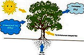 Gerador de CO2 para estufas e outras formas de organizar a fotossíntese de suas plantas