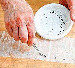 2 načina zasijavanja paprike na sadnicama na toaletnom papiru: opis metode, njezine prednosti i mane