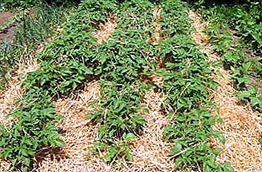 Поради від досвідчених городників: 2 способу вирощування картоплі під соломою