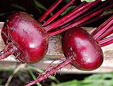 Saftige und süße Rote Beete Bordeaux 237: Beschreibung mit Foto, Empfehlungen für den Anbau