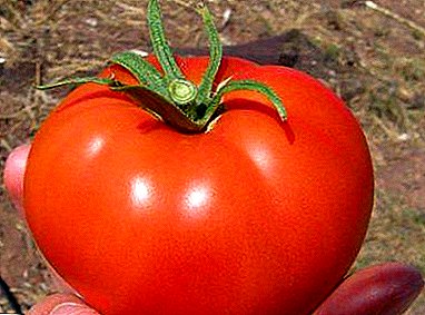 Kasvamme varhaisen tomaatin "Volgograd Early 323": ominaisuuksia ja valokuva-lajikkeita