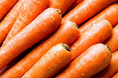 Alles über Karotten NIIOH 336: Beschreibung, Anbau, Ernte und andere Nuancen