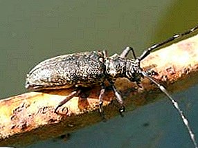 Deshacerse del escarabajo de la corteza: 4 formas de proteger