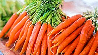 La vitamine 6. La carotte est le produit préféré des cultivateurs de légumes du pays.