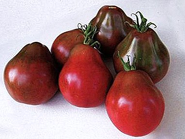 Varietate japoneză de tomate Negru Truffle - până la 6 kg. de la un tufiș!