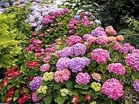 7 most fragrant shrubs for your garden