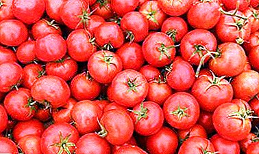 Segredos de aumentar o rendimento de tomates em 8 ou 10 vezes. Descrição do método de cultivo de tomates em Maslov
