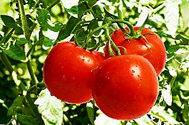 Características de 8 tipos de variedades determinantes de tomates: o que é e como um produtor de vegetais pode obter a cultura desejada?