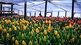 Technology for beginners: agricultural technology of growing tulips in the greenhouse by March 8