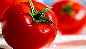 A simple variety of tomato "Alpatieva 905 a": a characteristic and description of a tomato, a photo of ripened fruits, features of cultivation