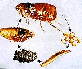 And how do they multiply? What are the eggs and larvae of fleas