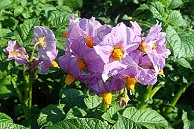 Do you know about the medicinal properties of potato flowers?