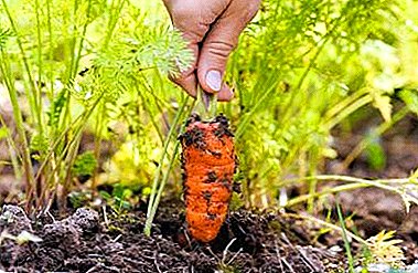 And everything is very simple: how to keep carrots for the winter in the ground