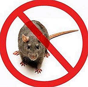 La question actuelle à tous les âges: comment se débarrasser des rats?