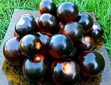 Appetizing tomatoes of unusual color Black cluster: description of the variety, characteristics, photos