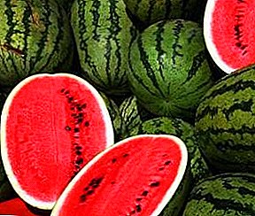 Lubenica - sladkorna jagoda. Kako rastejo lubenice v državi same