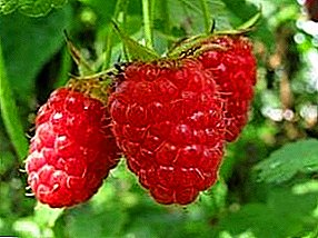 Fragrant raspberry: selection of varieties and cultivation features