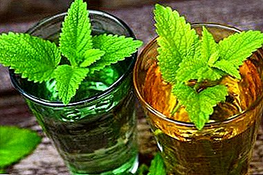 Duftende medicinske drikkevarer fra melissa: Brug og bivirkninger. Fordelene ved tinktur af citrongræs