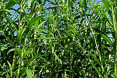 Tarragon thơm: đánh giá các giống Goodwin, Monarch và phổ biến nhất khác, cũng như các bí mật của việc trồng và chăm sóc