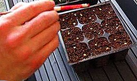 Astrology will tell! Pepper, planting seedlings on the lunar calendar: favorable days for sowing