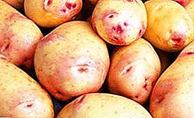 Author's potato variety "Ivan da Shura": description, characteristics, photos