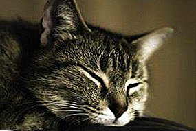 "Bedstemor sagde i to!" Folkemedicin for lopper i katte: hvordan man bringer hjem tjære sæbe og andre