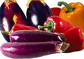Eggplant in the greenhouse: with what to plant - with cucumbers, tomatoes or peppers?