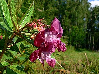 Ferrous balsam: description and secrets of planting and caring for a wild plant