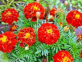 Marigolds - unpretentious sources of phytoncides
