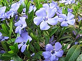 Periwinkle: planting, care and use of medicinal properties
