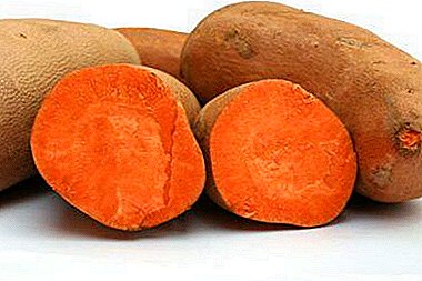 Slatki krumpir - korisna svojstva i štetnost slatkog krumpira