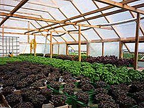 Basil: how to grow spicy greens in a greenhouse in winter?