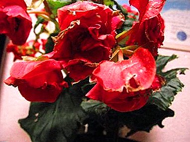 Begonia in a pot or garden dries and fades. Why is the plant naughty and is it possible to save it?