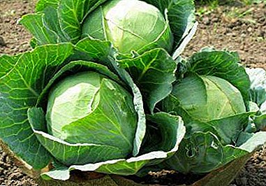 White cabbage Moscow late: description and differences from other varieties. Features for which she is so loved