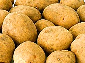 Popis běloruských brambor "Skarb", charakteristika, fotografie